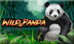 Wild Panda